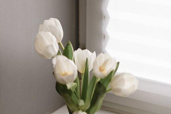 A small plant on a windowsill with soft morning light.